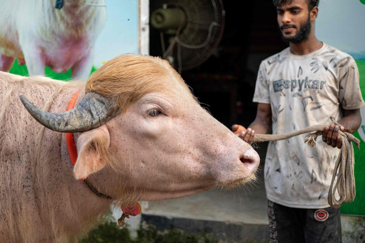 El_Universal_Mx's tweet photo. 🐂 🇺🇸 Salvan a búfalo en Bangladesh por su parecido a Trump. 

El país asiático se convirtió en el salvador de “Donald Trump”, un inusual búfalo albino bautizado como el presidente de Estados Unidos, luego de ordenar que el animal no fuera sacrificado durante la Eid al-Adha, segunda fiesta más importante en el Islam, ante el temor de posibles disturbios

#FOTOS: AFP 📸

https://t.co/0kG2tuPn7r