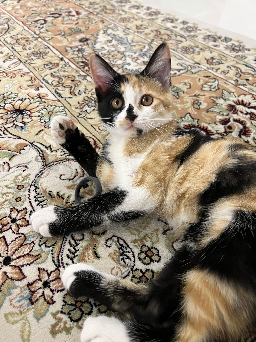 مادِر آو کتز😽 tweet media