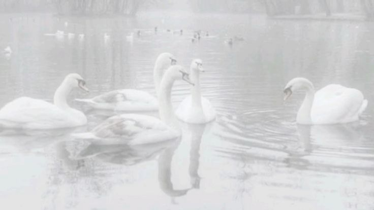 WatchfulSpawn's tweet photo. ◞ 。I'm Swan, Spawn's Sin Eater. I am not a prophet, nor a Spawnist, though I was originally.
◞ ゜I am the creator of the Watchful Spawn belief, which revolves around the Roblox Spawnpoint, and believing It to be the origin of the souls of all living beings. https://t.co/n798TgDmbR