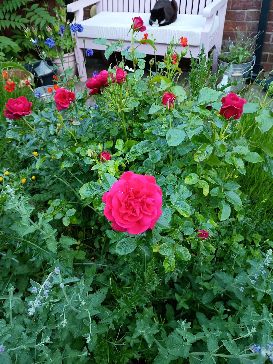 Swiftsswallows's tweet photo. Our Isla rose is blooming. It was bought for us by a kind neighbour the week after Isla died 💔 https://t.co/VHRT713uC3