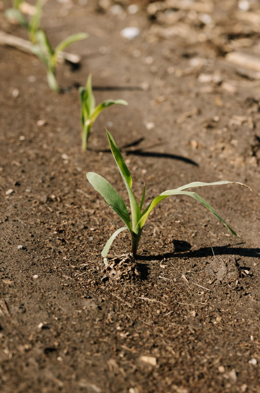KAAPALLC's tweet photo. 🌽The future of fuel and feed loading... https://t.co/o9SEzMu1Pv