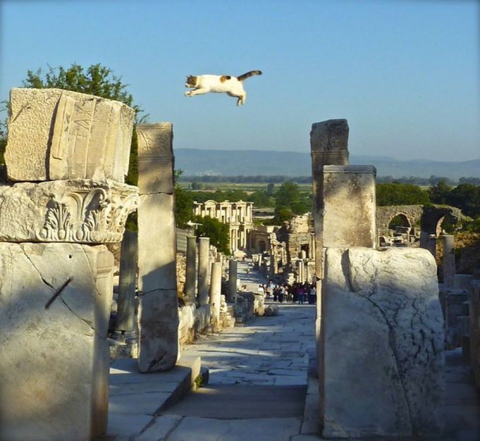 DailyGoethe's tweet photo. 🐈🏛️ Cats enjoying ancient cities  🏛️🐈‍⬛ https://t.co/cuXwOxJXkV