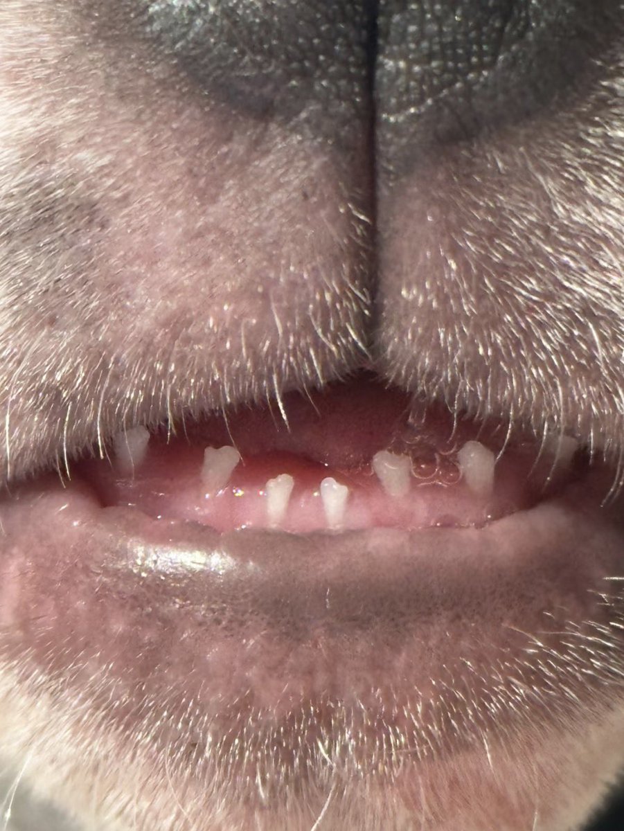 twaniimals's tweet photo. https://t.co/F83rbzkMxe