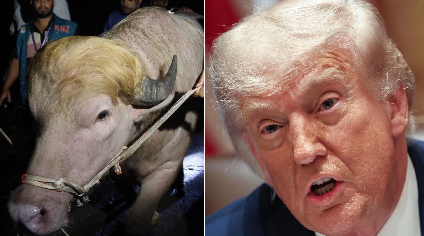 haveigotnews's tweet photo. A rare albino buffalo spotted in Bangladesh has been nicknamed 'Donald Trump'. Hoof-footed with wispy blonde hair and a brain the size of a walnut, the President has yet to comment https://t.co/s7a93NUC95