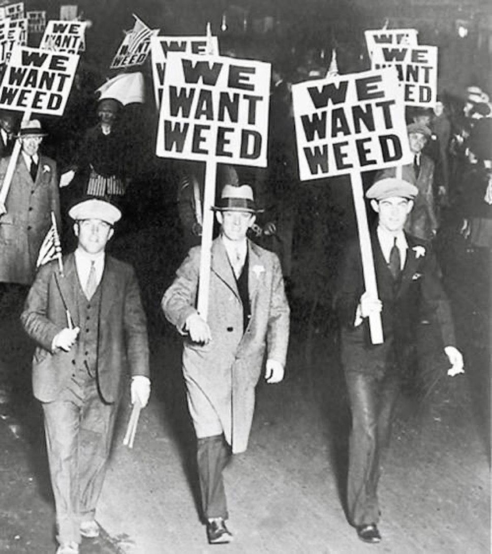 WeedPorns's tweet photo. https://t.co/tFQHdu8QVq