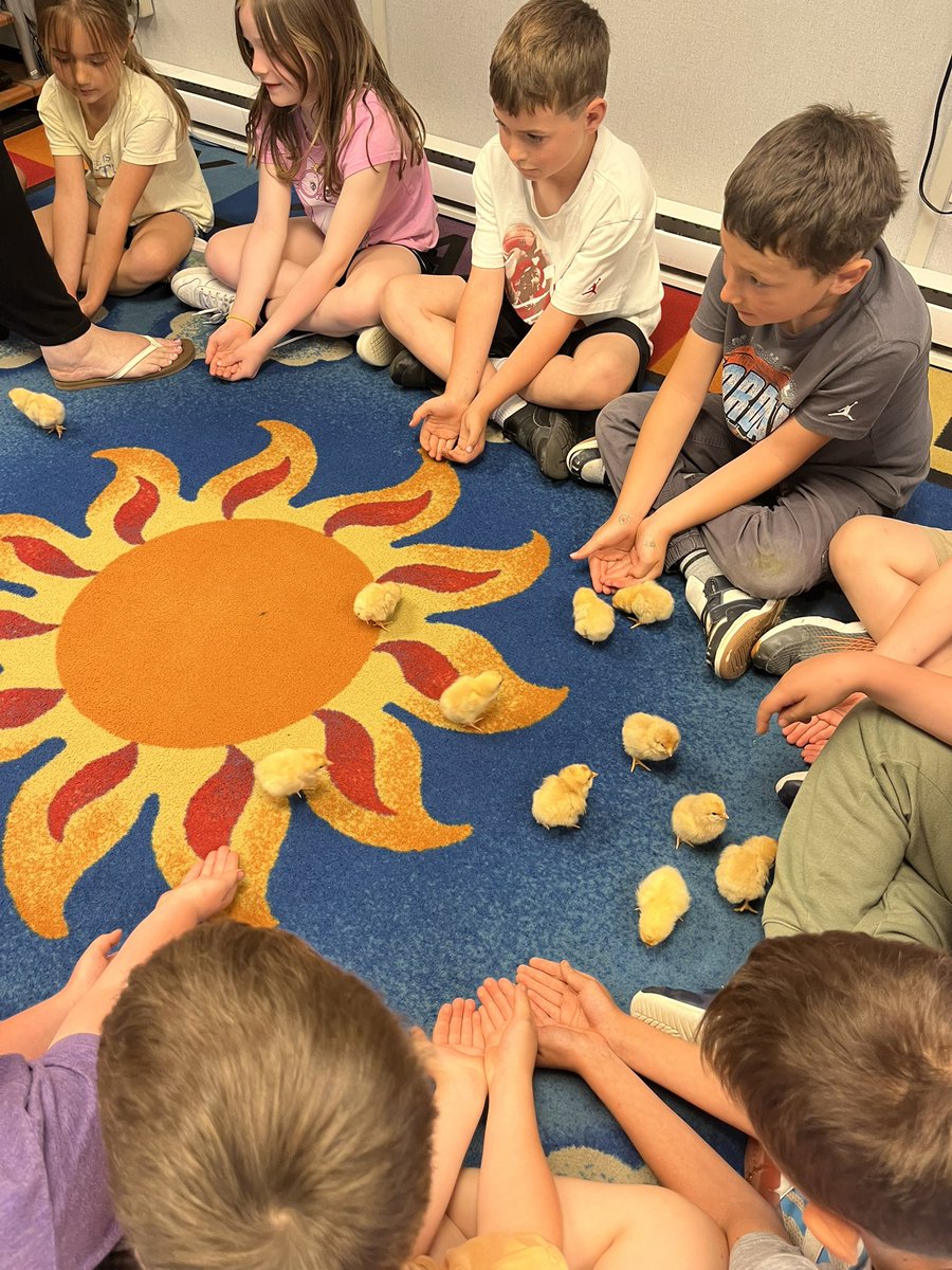MissFilek's tweet photo. We had some special visitors in our classroom today! Thank you Mrs. Reynolds 💛🐥 @sbcswaterford https://t.co/1wFsMwnnIZ