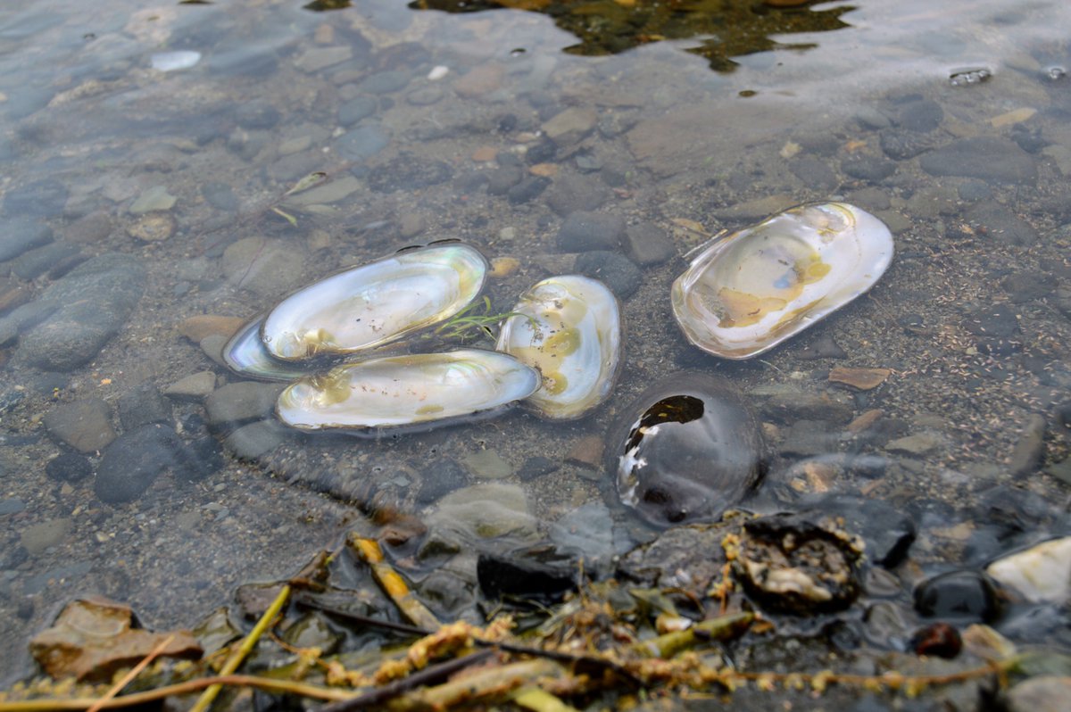 mainemonitor's tweet photo. Our deputy editor snapped some photos, capturing the beauty of #Maine, while she was in Old Town on May 28th. You can catch up on all our #environment news on our website or when you sign up for our Climate Monitor newsletter at the link below.  
https://t.co/QAqW21aRFN https://t.co/Fqy592OZqg