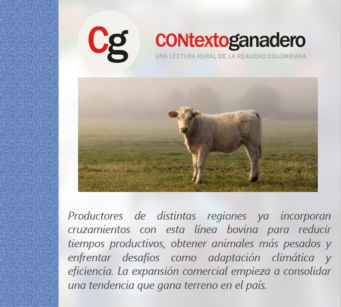 PlGranada's tweet photo. Conozca por qué la genética charolais crece y se posiciona en la ganadería colombiana. https://t.co/g4hvAIoe7Y @Fedegan @jflafaurie @ContGanadero https://t.co/OPKKJFREmi
