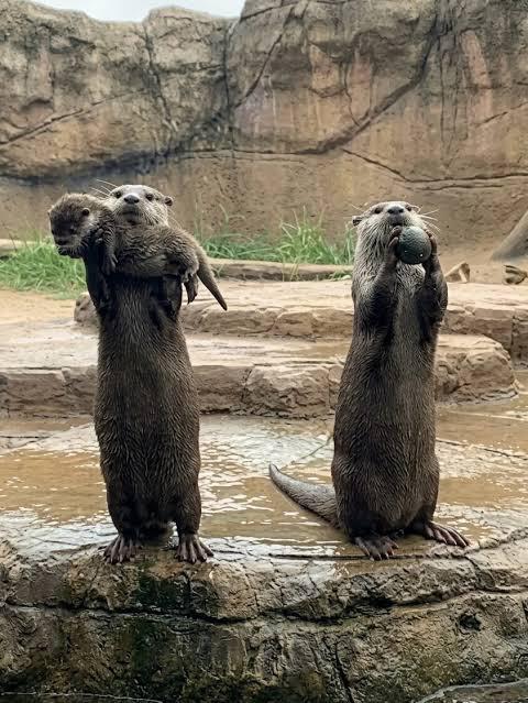 itsme_urstruly's tweet photo. The mother otter proudly showing off her baby while the dad showed off a rock 🦦🪨 https://t.co/99eCqkH2Vy