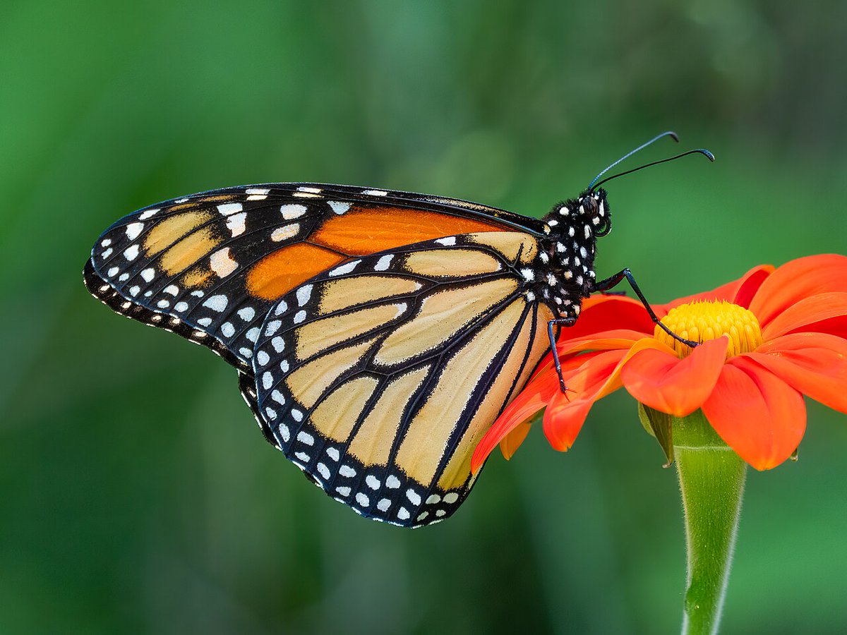 vulperaeco's tweet photo. Animal of the Day 🐾
28 May 2026
🟡 Monarch Butterfly

The Monarch butterfly makes one of the longest migrations of any insect, traveling thousands of miles across North and Central America. Its caterpillars feed on milkweed, gaining chemical defenses against many predators. https://t.co/3oE7jXA1wi