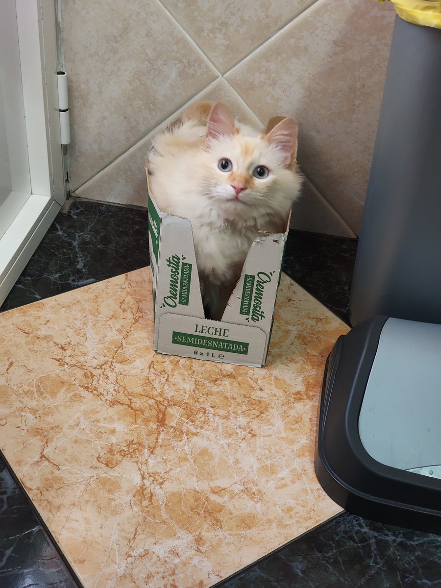 _vessalius22's tweet photo. Post de apreciación a las fechorías de mi gato porque para él la paz nunca es una opción 😭 https://t.co/snGVlxezg5
