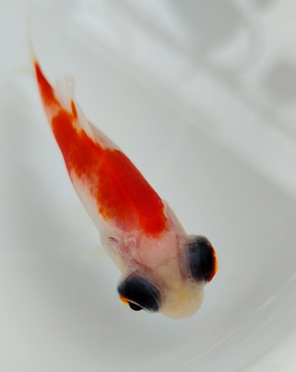 ベランダ金魚野郎。 tweet media