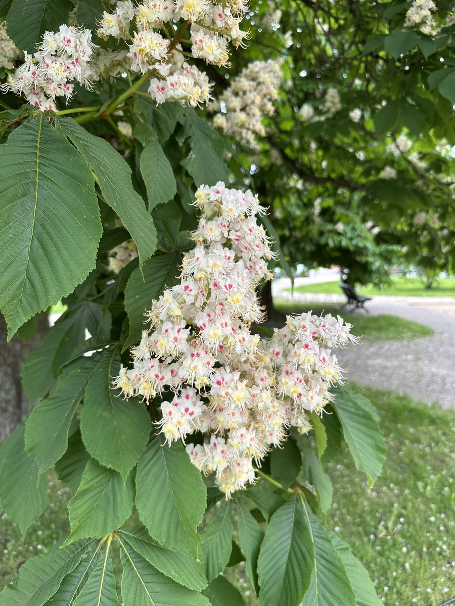 spunde's tweet photo. Koki ir kastaņas (zirgkastaņas), augļi ir kastaņi. Nejaucam! https://t.co/1hRXDOnPvw