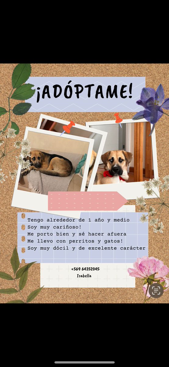angebrik's tweet photo. Hoy conocí a este bellezo y se mueren los amoroso qie es, convive con gatitos y niños, es super bien portado. Lo rescataron de la calle y está buscando un hogar para dar todo su amor 💖💖💖 compartan para que haga Match con su alma gemela 💖💖💖💖 https://t.co/OtHq9YlSJs
