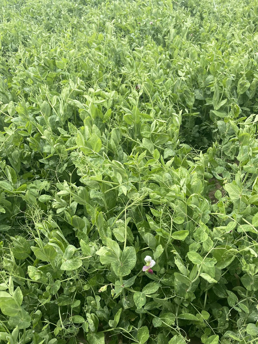 ECSeeds's tweet photo. Winter peas 🫛 starting to take off finally!  #seed #forage https://t.co/rdiEOPZ1tc