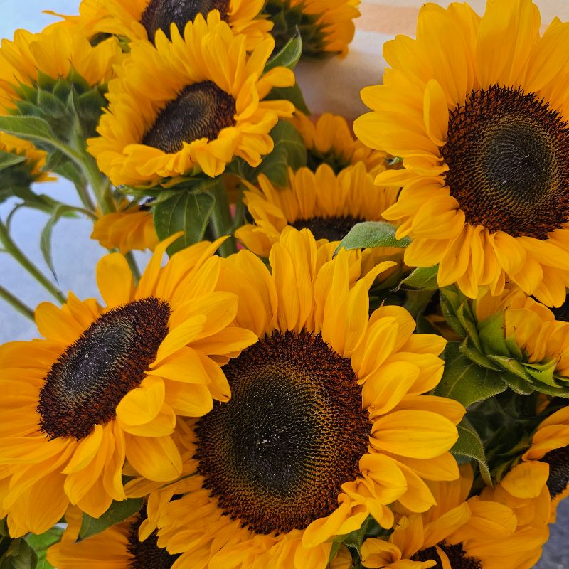 SAFarmersMarket's tweet photo. 🥬FRESH Produce,🌼FLOWERS,🥯BAGELS, Sourdough, 🍄Mushrooms,🥩Beef, Chicken, PORK 😍Khachapuri, TAQUITOS🍪COOKIES, 🥧Pies, Breads &amp; MORE! Fri 3-6pm - https://t.co/by2sLhGUVu https://t.co/ZpZkY7Vxz5