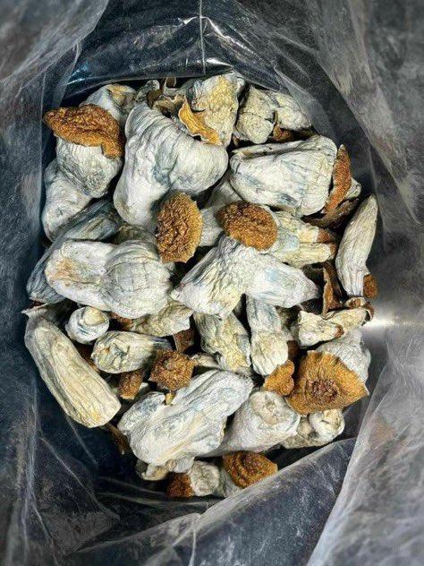 legit_zaplug's tweet photo. Santa Fe 505, Las Cruces 575, Albuquerque 505 &amp; Roswell 575! 🔥🌿🍃 Weed zaza gas ⛽ loud exotic plug shrooms 🍄 Western USA bulk with shipping buyers DM NOW 📍👇 Drop your city #SantaFe #LasCruces #USA420 https://t.co/PWSKZl5GYJ