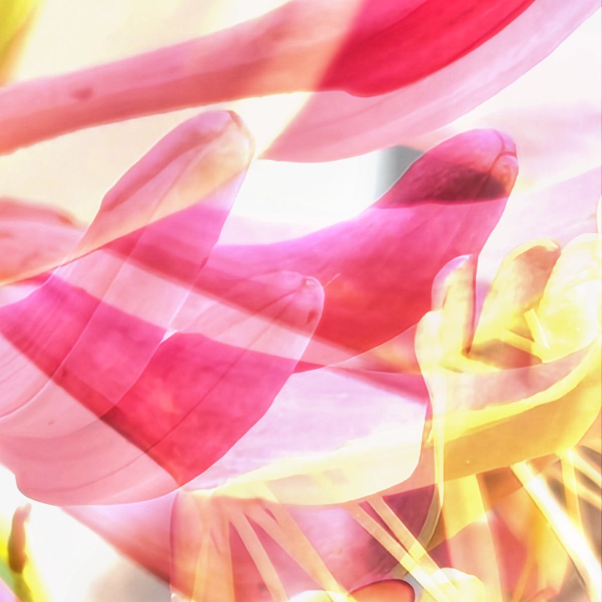 SFNOTHING's tweet photo. Playing with multiple exposure and bit of editing. https://t.co/T9FsKkzs1l