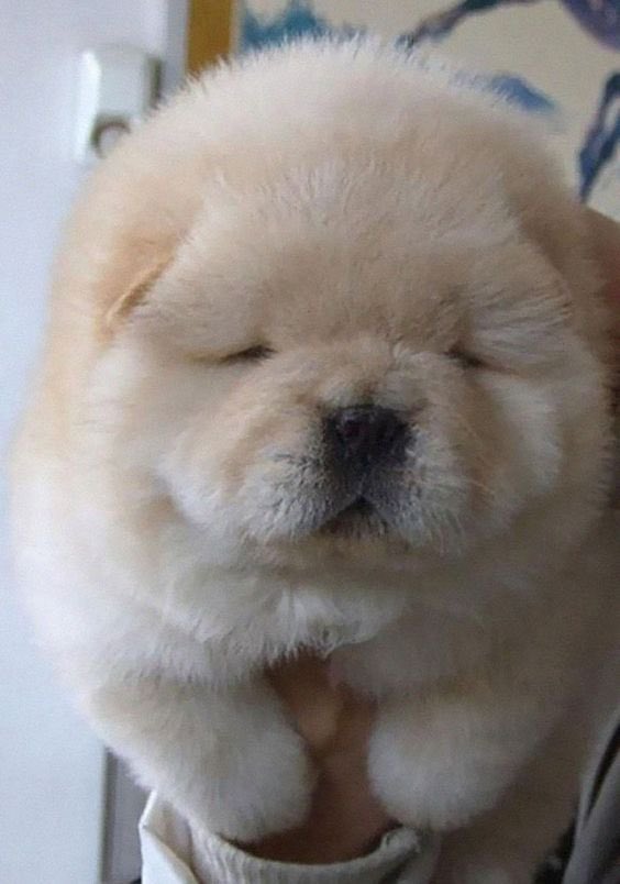 Styx_Inc's tweet photo. @qxioxio @gangrenehound Ty for the chance!! @SlipperySealsss @Spectrefang lookit https://t.co/qwhgDDqZIT