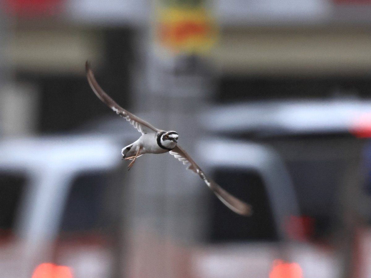 chibull2's tweet photo. #野鳥　#コチドリ　#夏鳥

Little ringed plover https://t.co/2B3Vs0965J