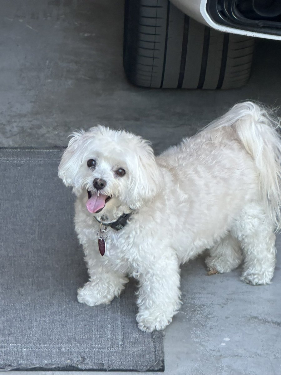 _RAWFEAR's tweet photo. the worst part about moving out for me is 10000000% not being able to see my dog whenever i want to :(( wdym i can't just call her over or go out into the living room to give her pets :(((( i miss her so much :((((((( https://t.co/ROOSdW2S2e