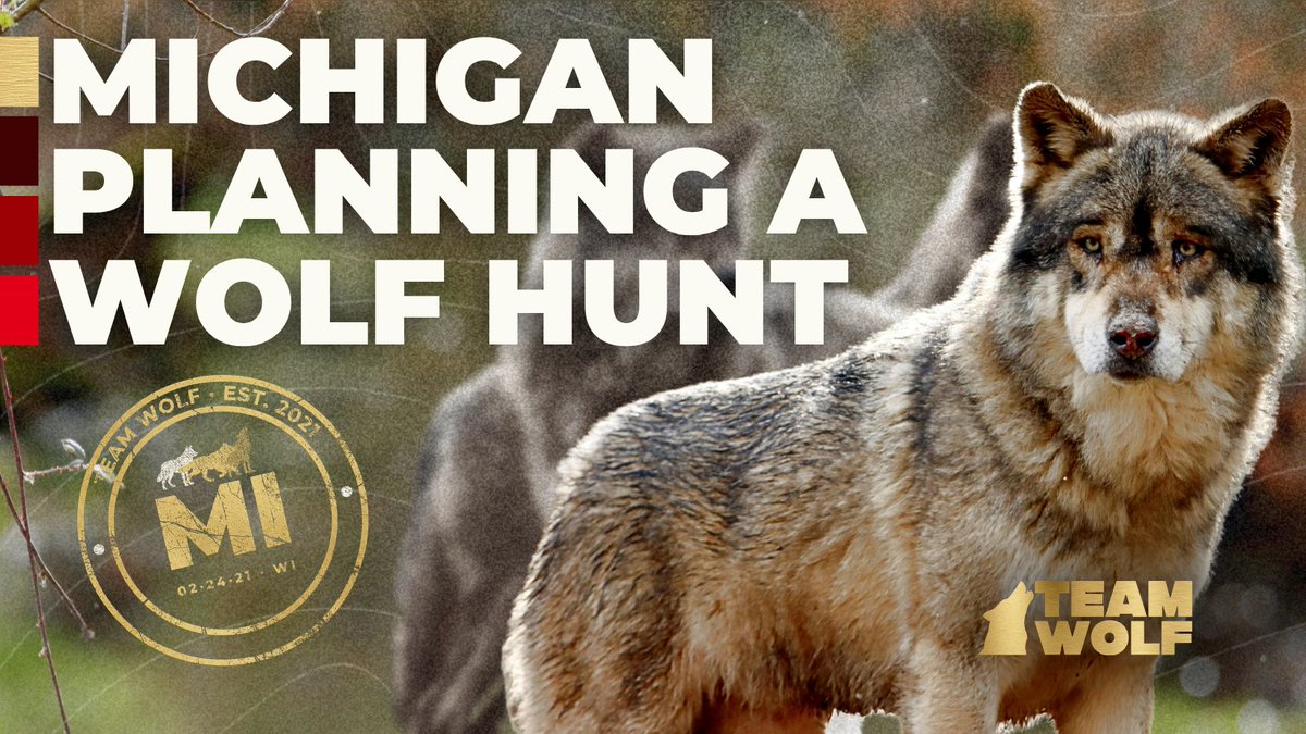 Team Wolf tweet media