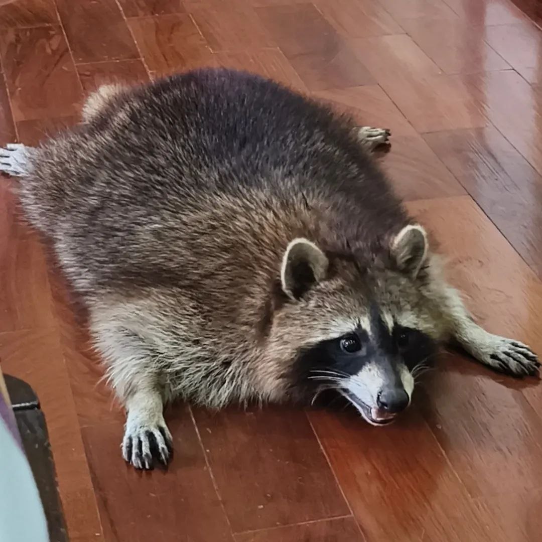 raccoonAuras's tweet photo. https://t.co/ec4gjZlXPg