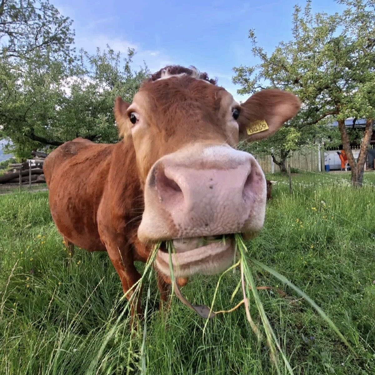 jack wolfe as cows tweet media