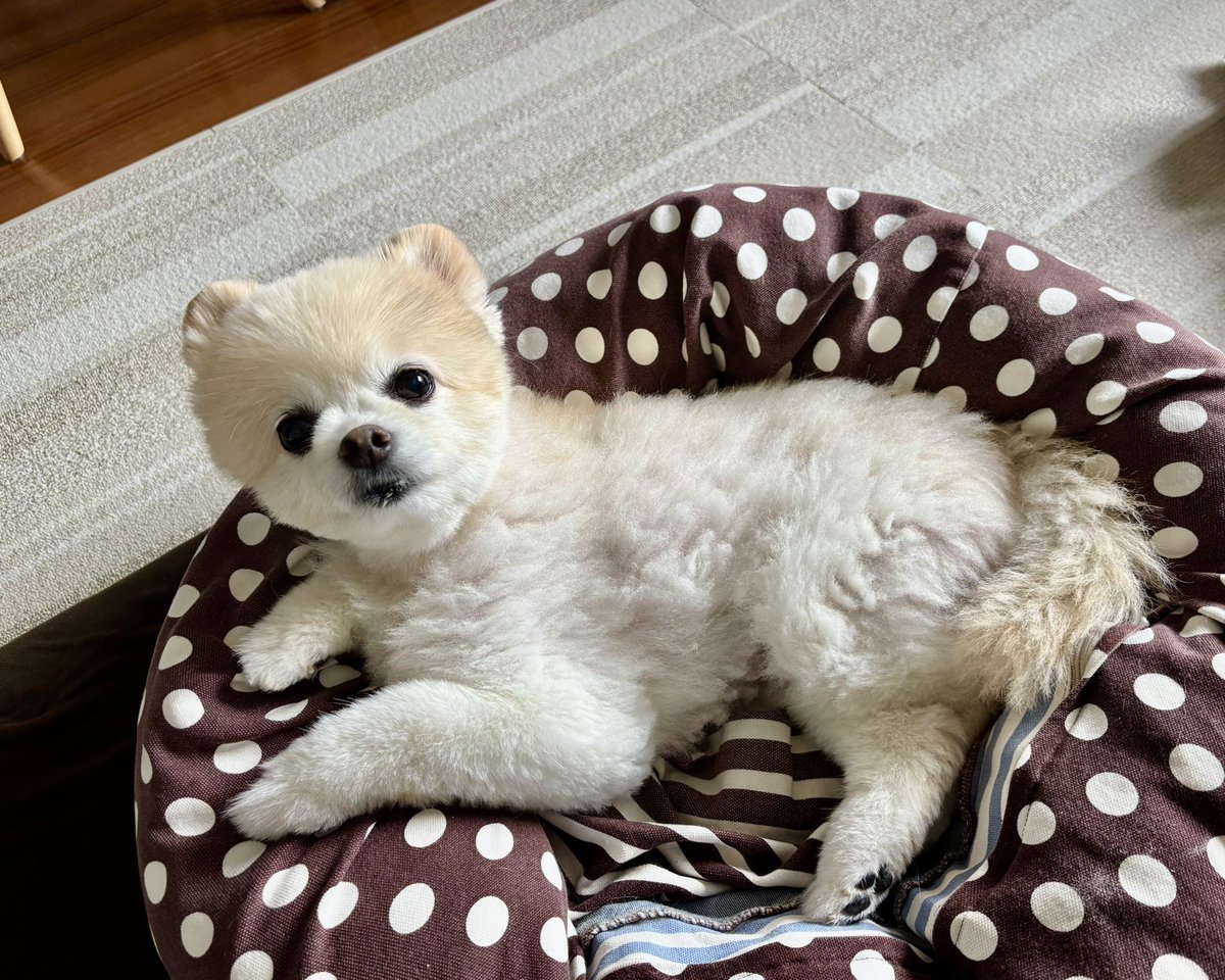 usabarawabi's tweet photo. サマーカットしました！可愛すぎてカメラを向けまくっていたら、わびちゃんにスマホを叩き落とされました💔 https://t.co/UCJPCIWqlv