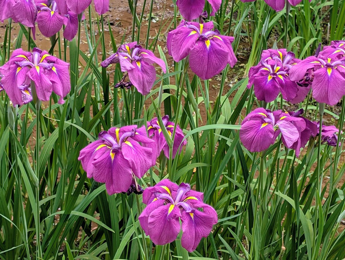 玄弥くんみのある花。 これを見たければ今行くしかない。とにかく品種