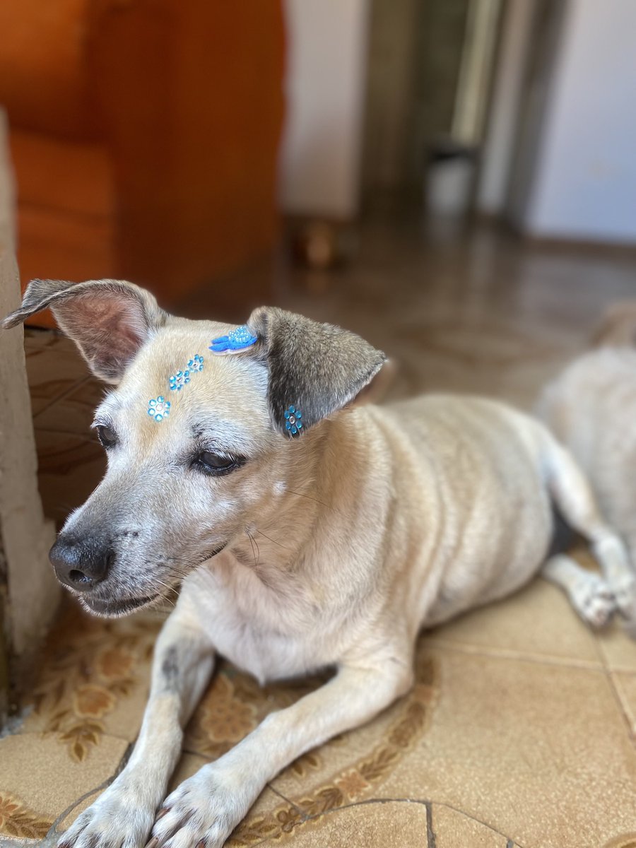 fabnovais's tweet photo. É impossível explicar a dor de se despedir de quem só nos deu amor. Hoje me despedi da minha velhinha caramelo, Laila Cristina. 🐾 Obrigada por cada olhar, companhia e amor incondicional. Descansa em paz, minha velhinha. 🖤🤍 https://t.co/hpgnpkrINW