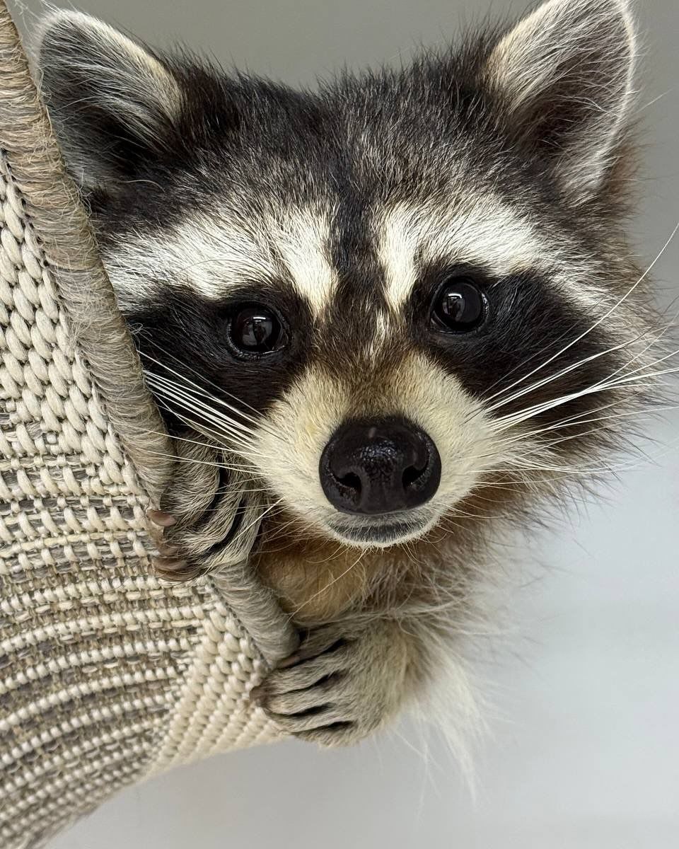 raccoonAuras's tweet photo. https://t.co/26NCvdtq0W