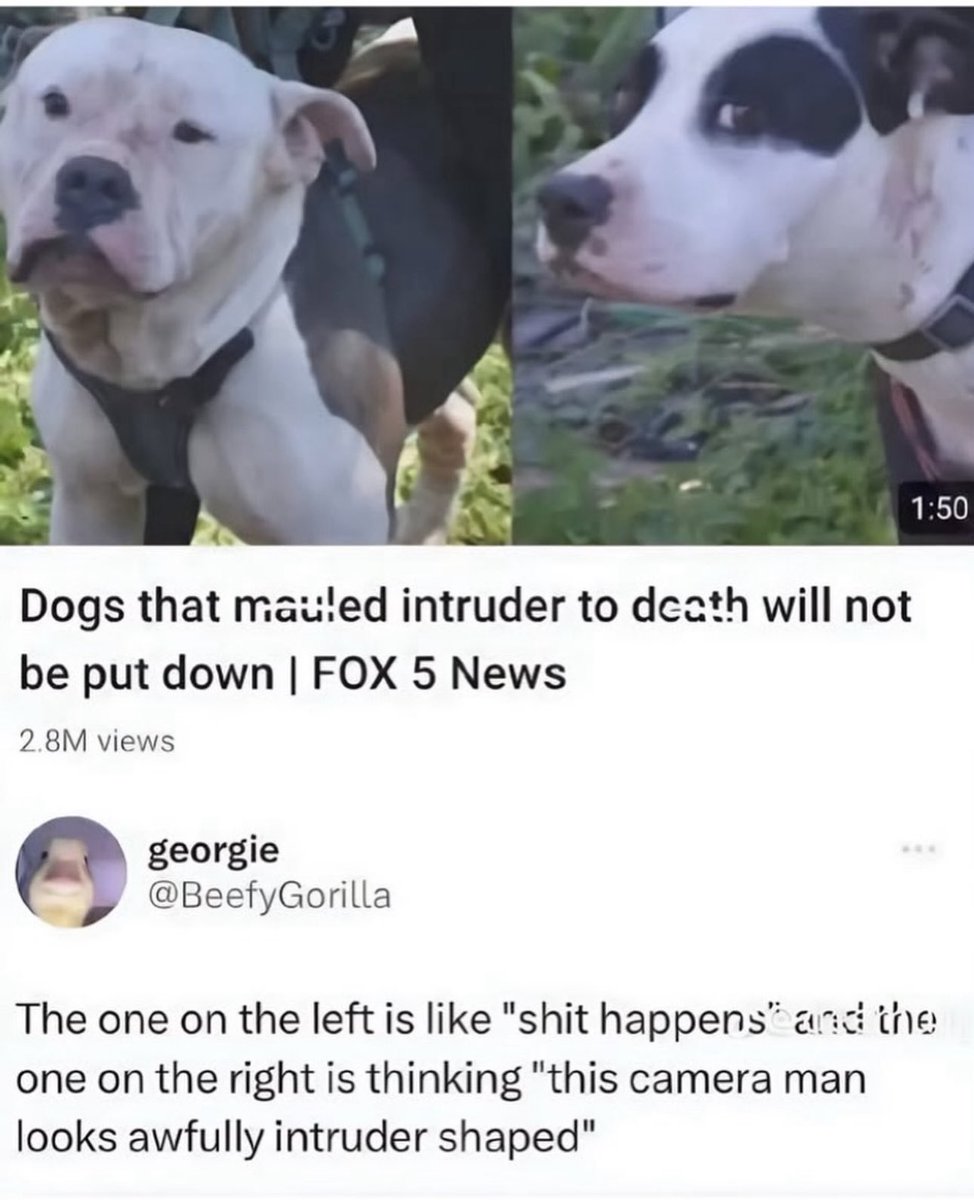 Puppies 🐶 tweet media