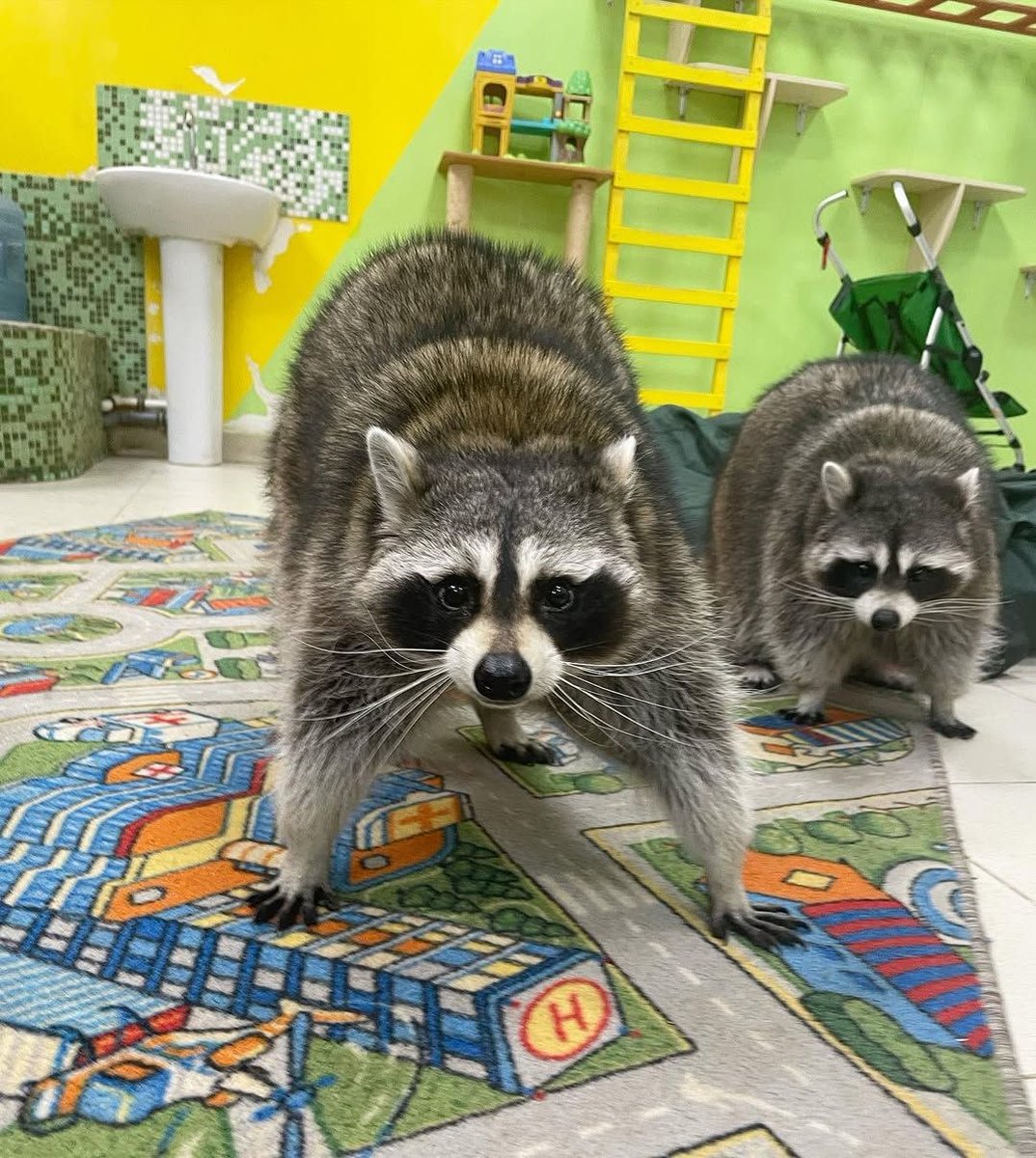 raccoonAuras's tweet photo. https://t.co/1FD8Mrmb9M