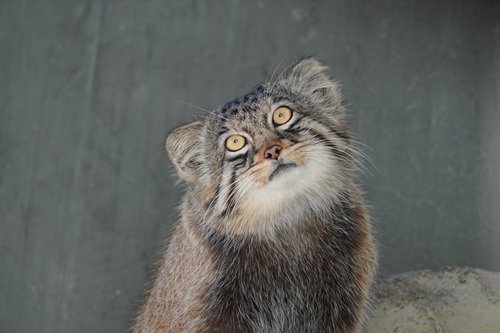 名古屋市東山動植物園 tweet media