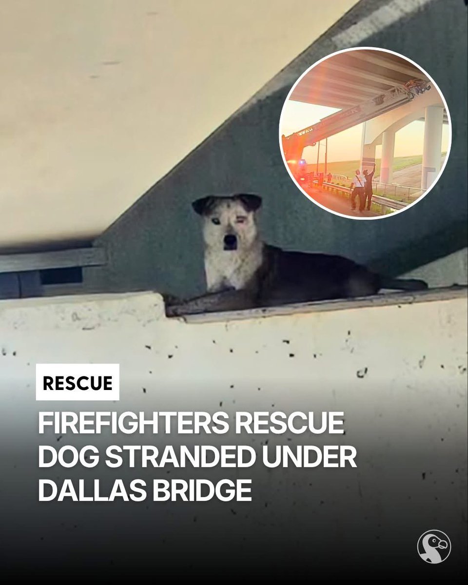 Puppieslover's tweet photo. https://t.co/Q15ASaf6rf