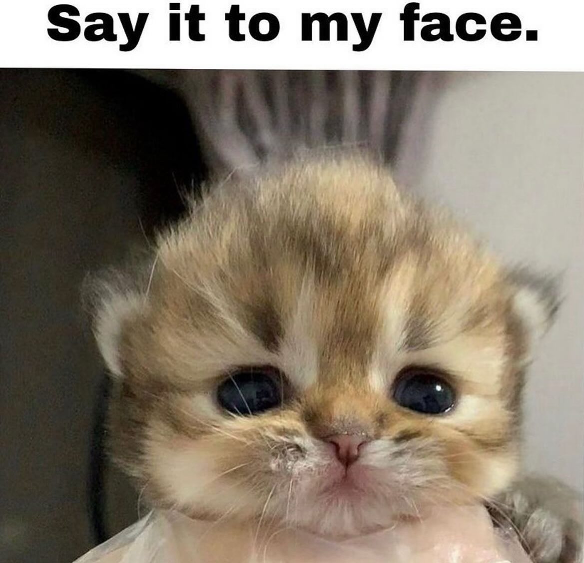 Punch Cat tweet media