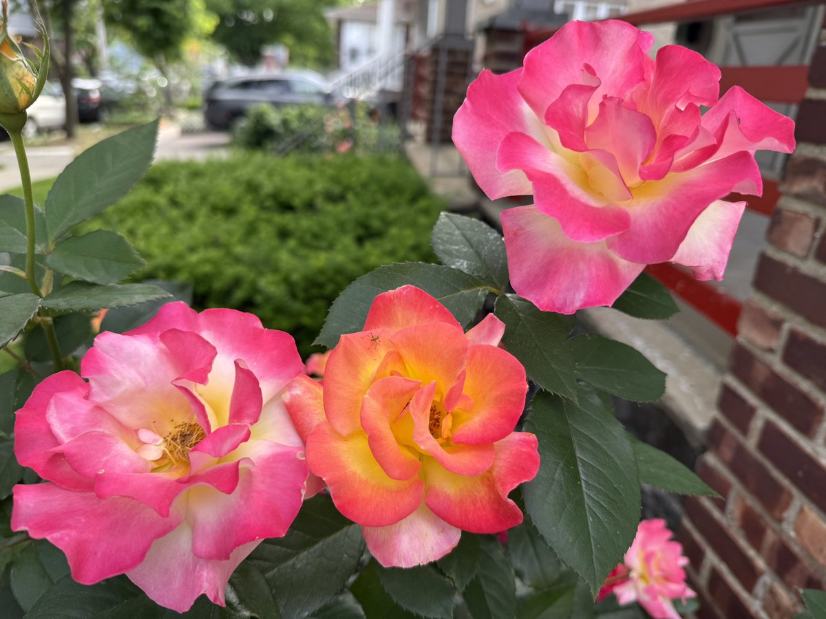 SMedia212's tweet photo. A Trio of Roses https://t.co/99pPGRmyAc