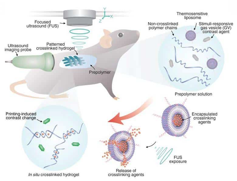 BrianRoemmele's tweet photo. Imagine a biological 3D printer that uses sound waves to print organs inside of your body?

Fiction?

It is already beginning to happen. It is now just an engineering scaling issue.

Read how: https://t.co/kcWaO9JiGD