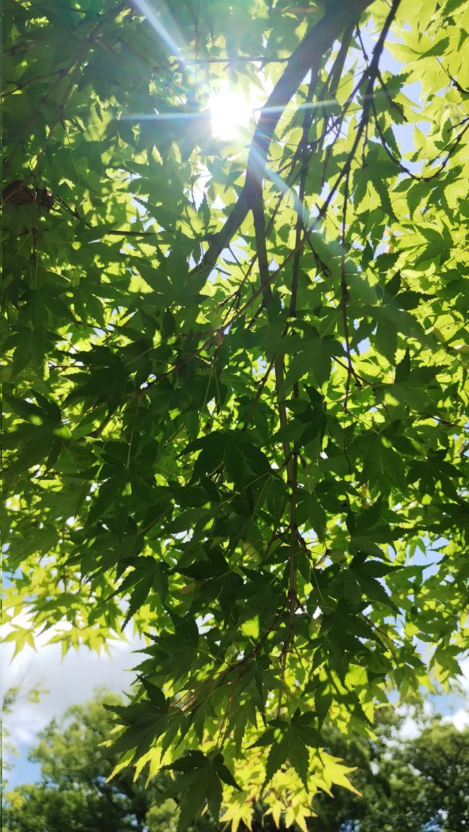 Feather_Lizard's tweet photo. あおもみじ https://t.co/9yTk2Qfjcs