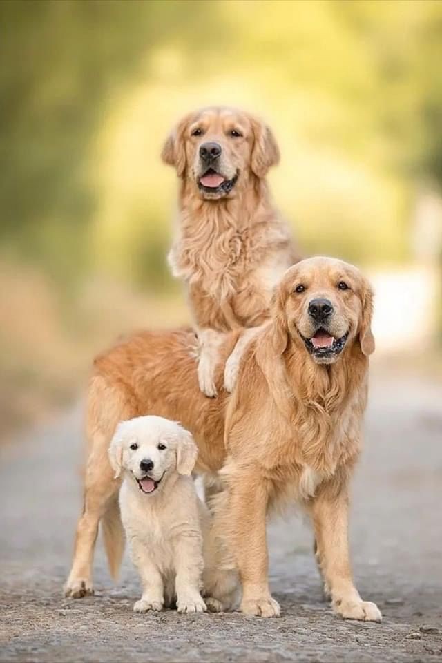puppies_video's tweet photo. https://t.co/p0EDIieCmZ