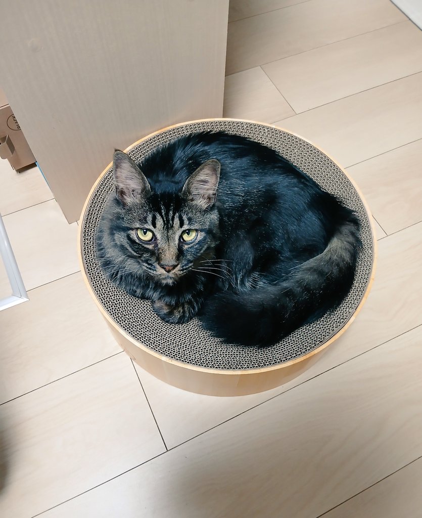 飼っている猫が、私の家で生きている感覚 