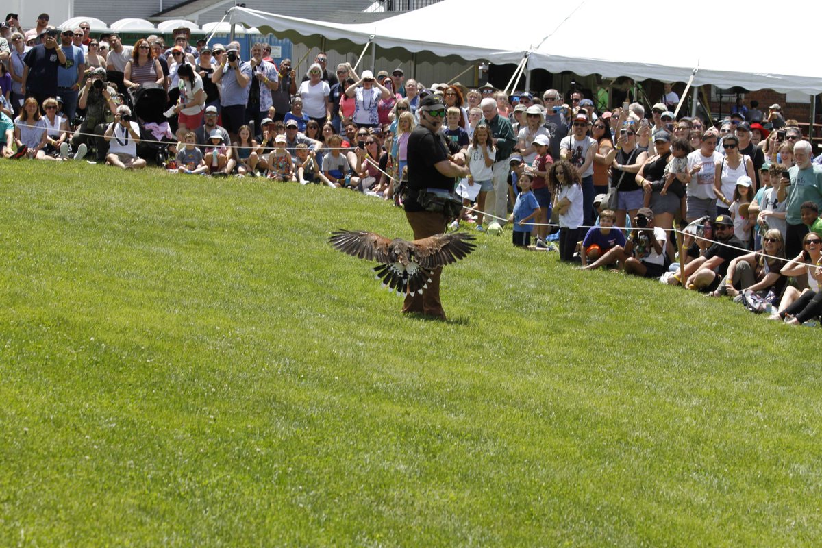 GreenChimneys's tweet photo. Join us at Green Chimneys in Brewster for Birds of Prey Day on Sunday, June 7, 2026! It’s a full day celebrating children, nature, and magnificent raptors with over 100 birds of prey, free-flying demos, live animal presentations, guided tours, hayrides, zip line, children’s activities, food trucks, live music, and more! Get tickets: https://t.co/DPXaIdjfq6
