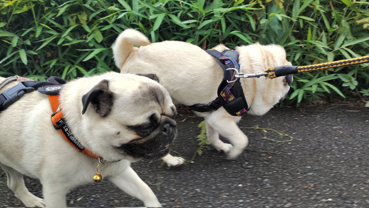 Isa7197's tweet photo. おはようございます。
#pug #パグ https://t.co/xpvsrX86Ou