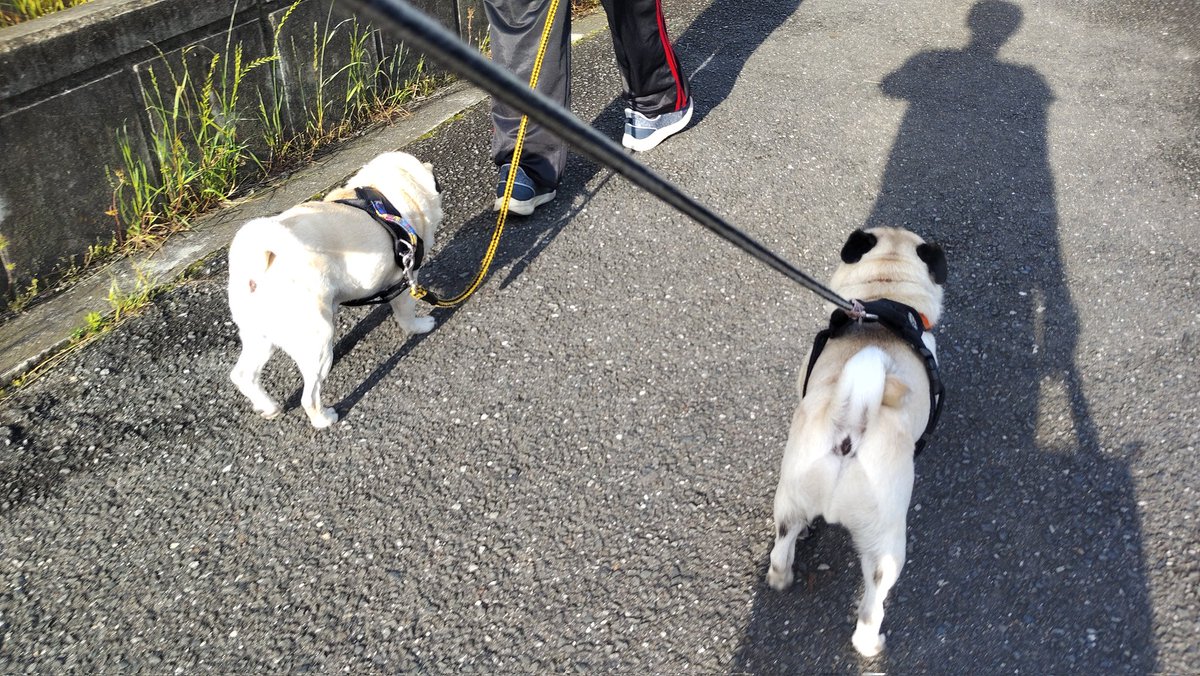 Isa7197's tweet photo. おはようございます。
#pug #パグ https://t.co/xpvsrX86Ou