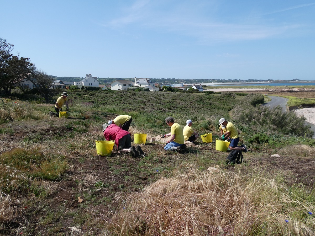 GsyConservation's tweet photo. 🌞 Bit of a hot one on Wednesday morning! 🌞
Lots of new Sour Fig shoots removed near Burton Battery but lots more to do so we'll be back, hopefully it'll be a bit cooler when we return 🤞
#lovenature #invasivespeciesremova https://t.co/PGAJ1E14hI