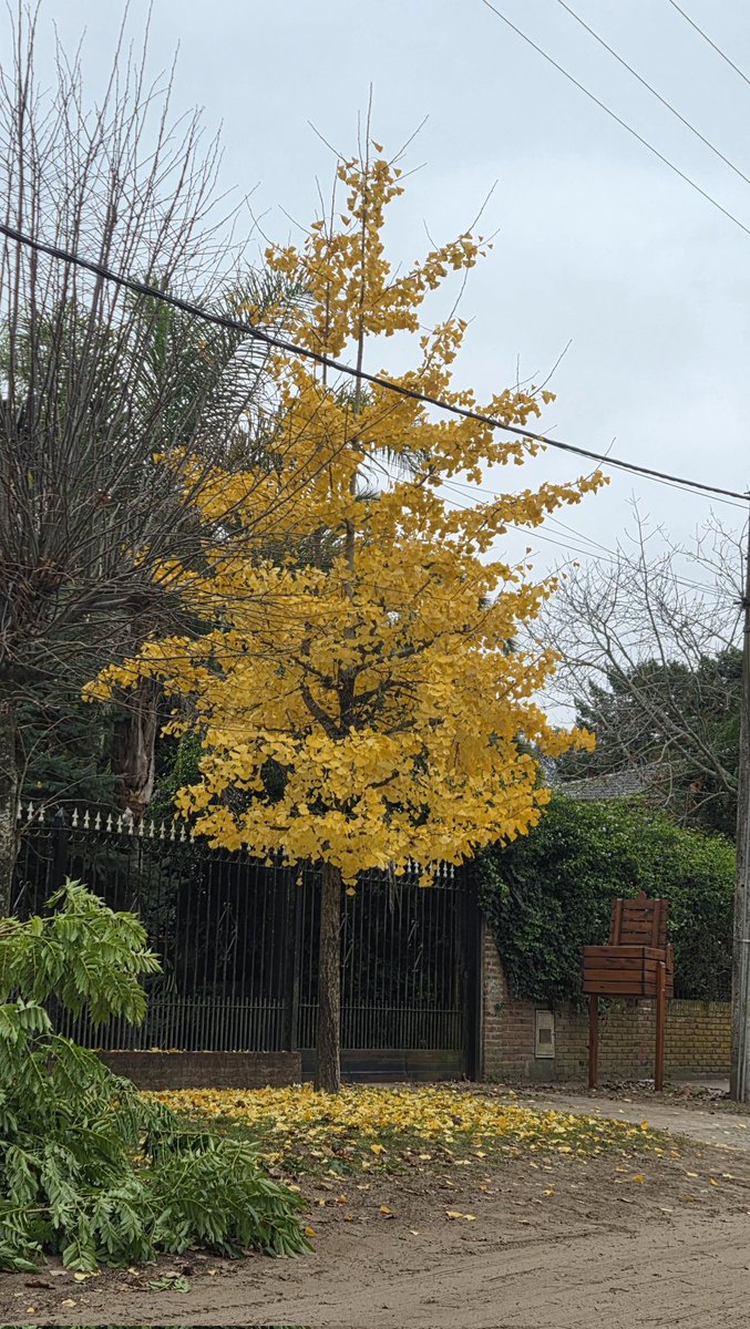 BeaC1999's tweet photo. Más otoño en Gesell.🍂🍁🍂🍁 https://t.co/6t7h5WQuFT