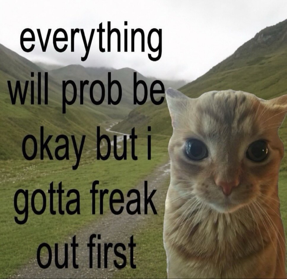 cats being cats tweet media