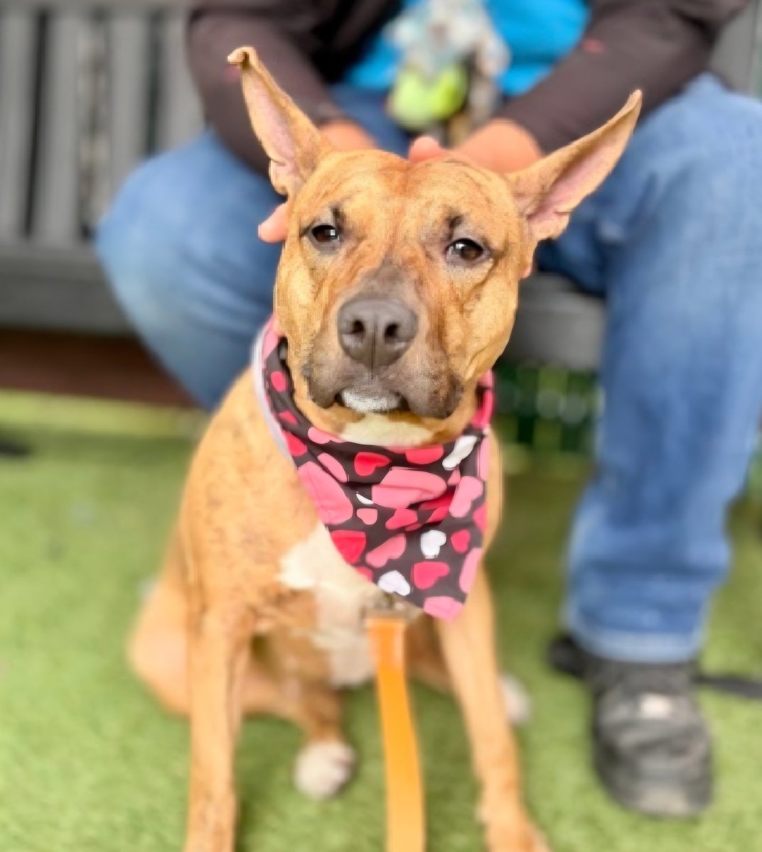 MorgFairsdogs's tweet photo. Lizzy 239214
Listed TBK 5/30
#NYCACC #AdoptMe 
She is a cute 2 yr old 
Social, playful and affectionate in prev home 
Shows deterioration in care
Has otitis chronic 🚑
Does not like paws touched
All adult home 
Save Lizzy!
https://t.co/nreJepo8gZ
#pledge4rescue #foster #adopt https://t.co/NAgrs84OmY