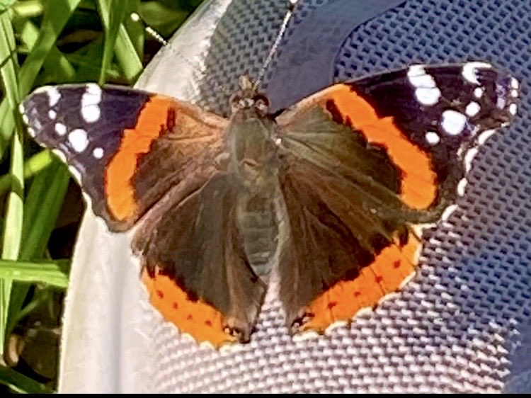 monarchfrey's tweet photo. This sweet red admiral #butterfly stopped for a quick visit during my walk! 🦋☺️ https://t.co/3qltRD7hAU